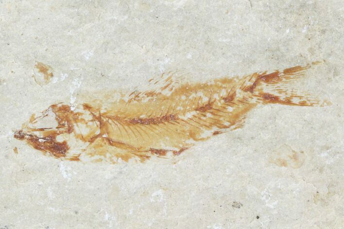 Bargain, Cretaceous Fossil Fish (Armigatus) - Lebanon #102565